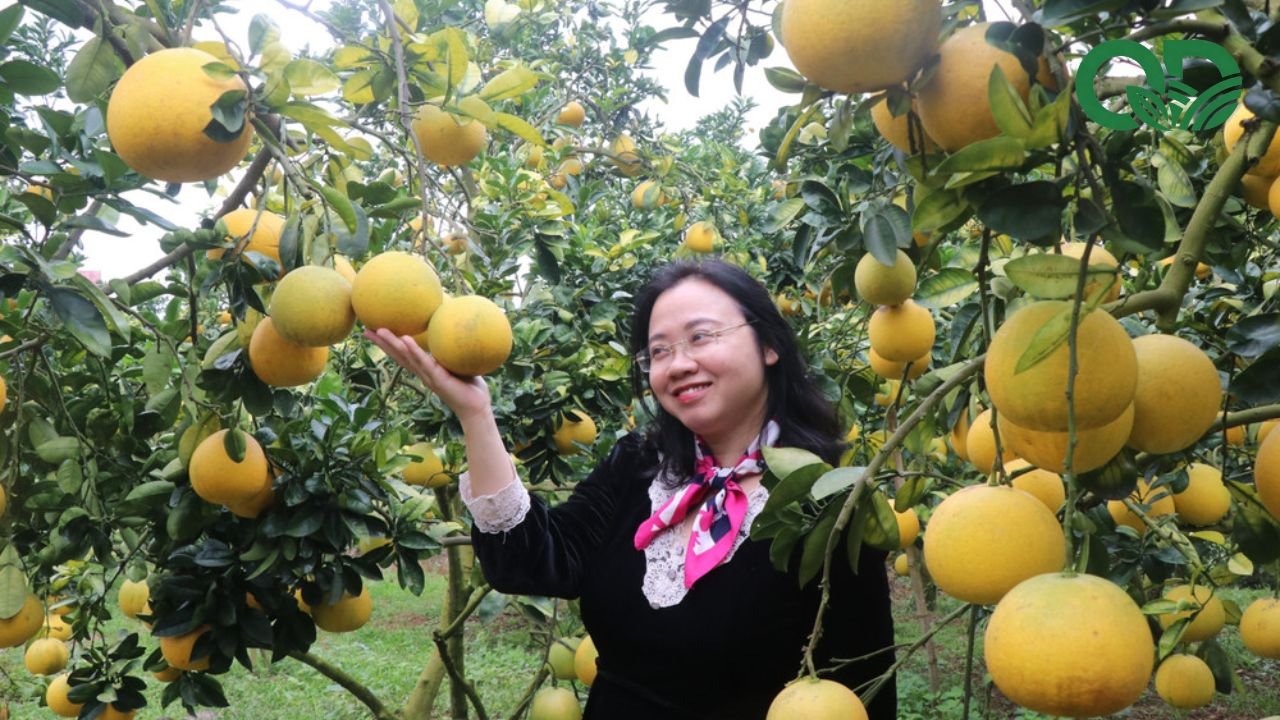Chi phí đầu tư vườn bưởi