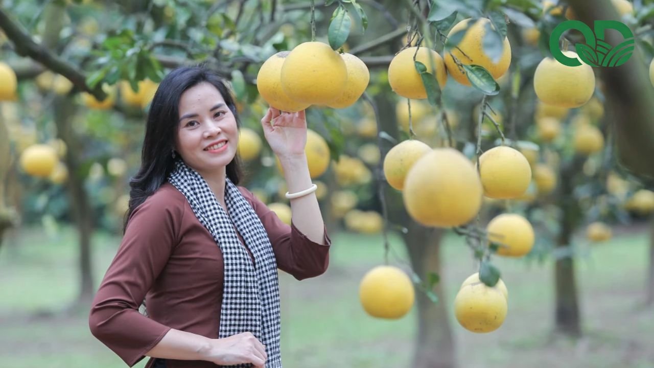 Chi phí đầu tư vườn bưởi