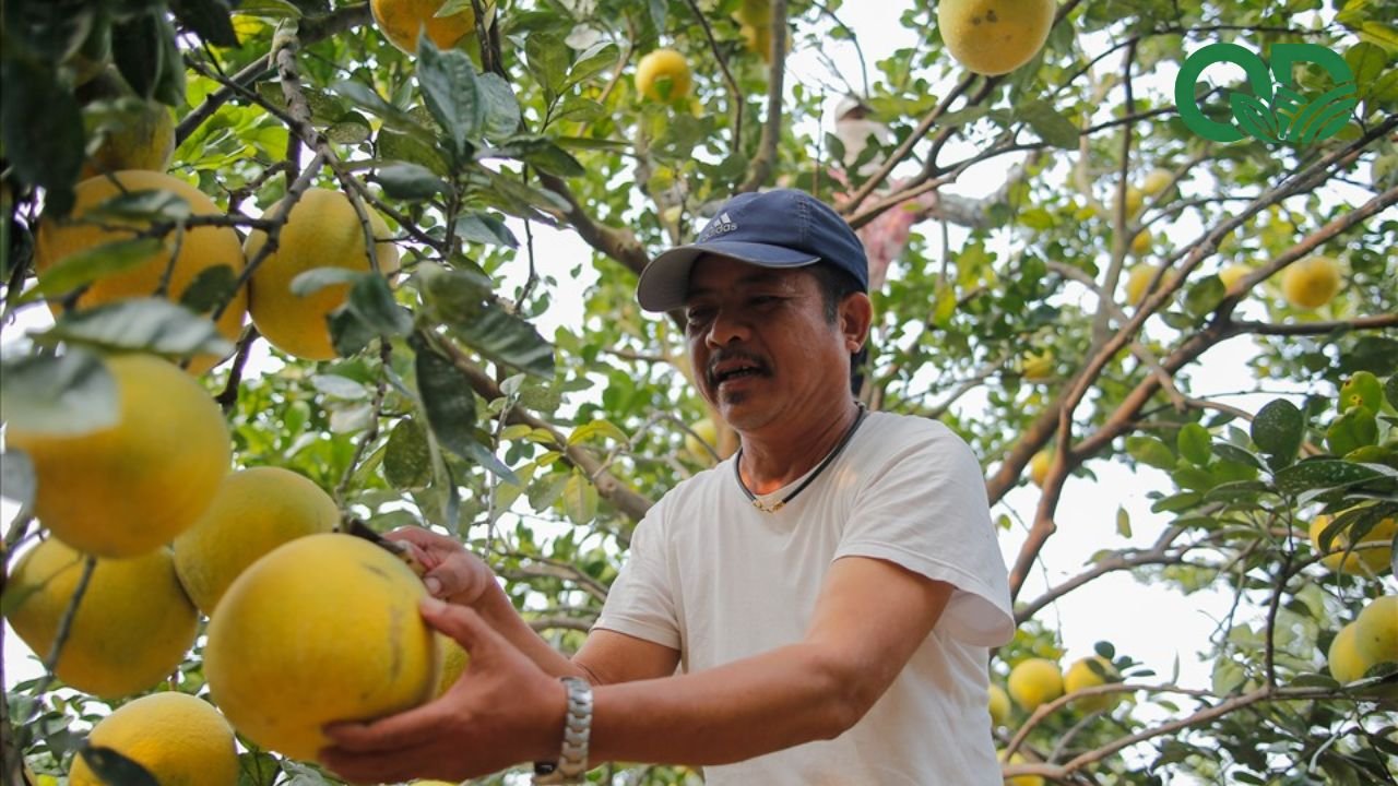 Chi phí đầu tư vườn bưởi