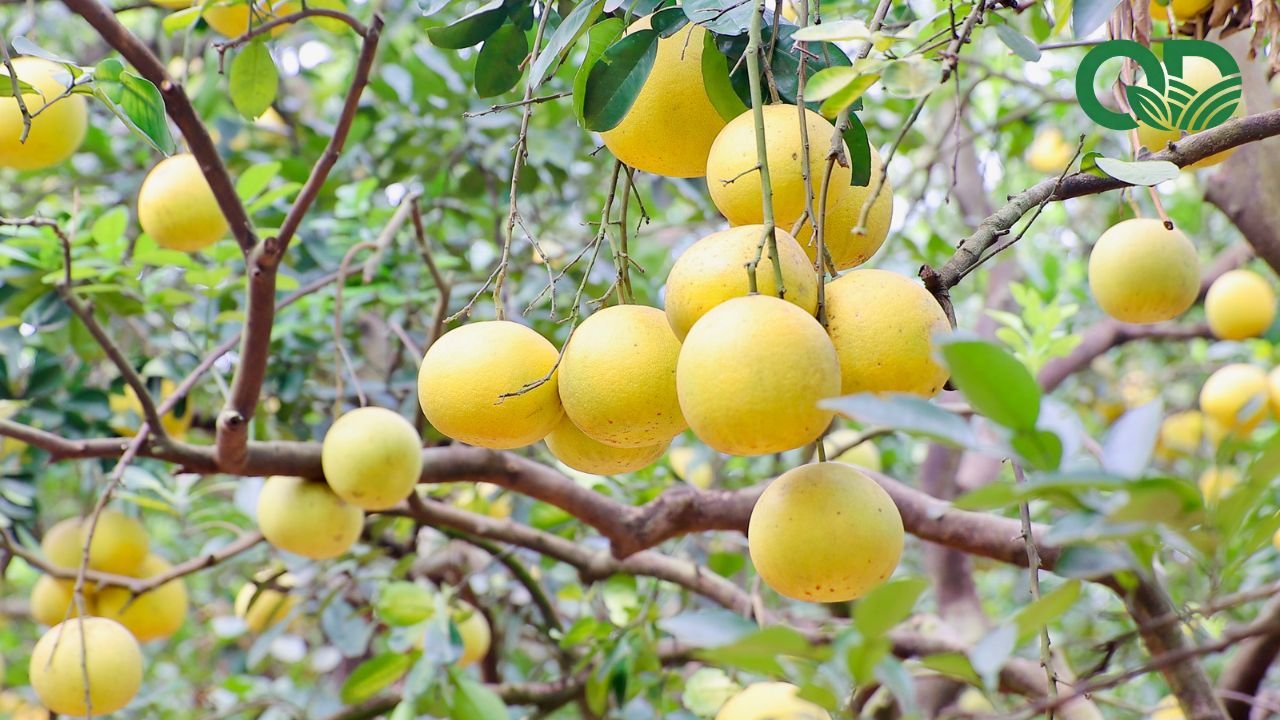 Chi phí đầu tư vườn bưởi