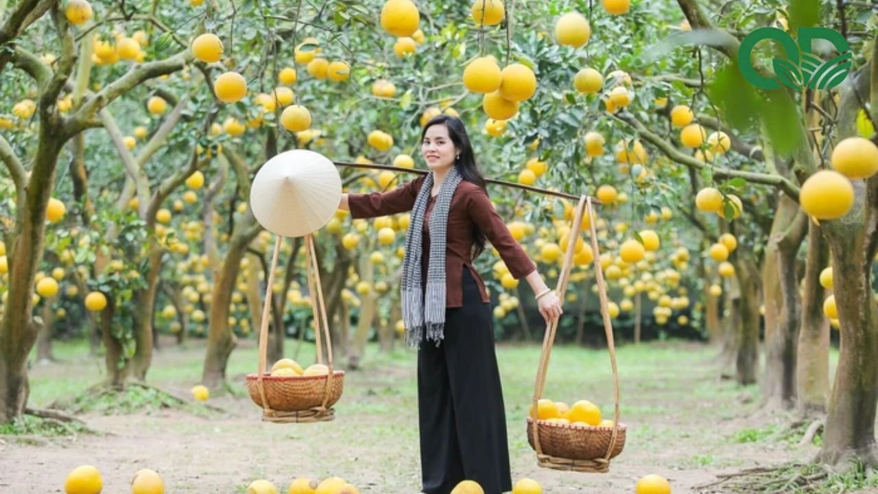 Chi phí đầu tư vườn bưởi
