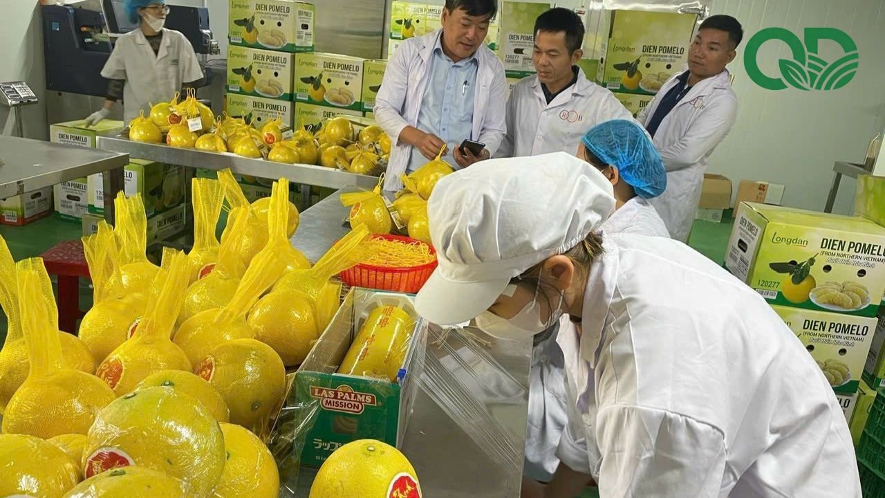 đóng gói bưởi xuất bán