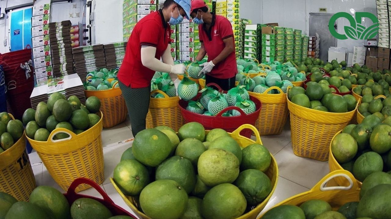 đóng gói bưởi xuất bán