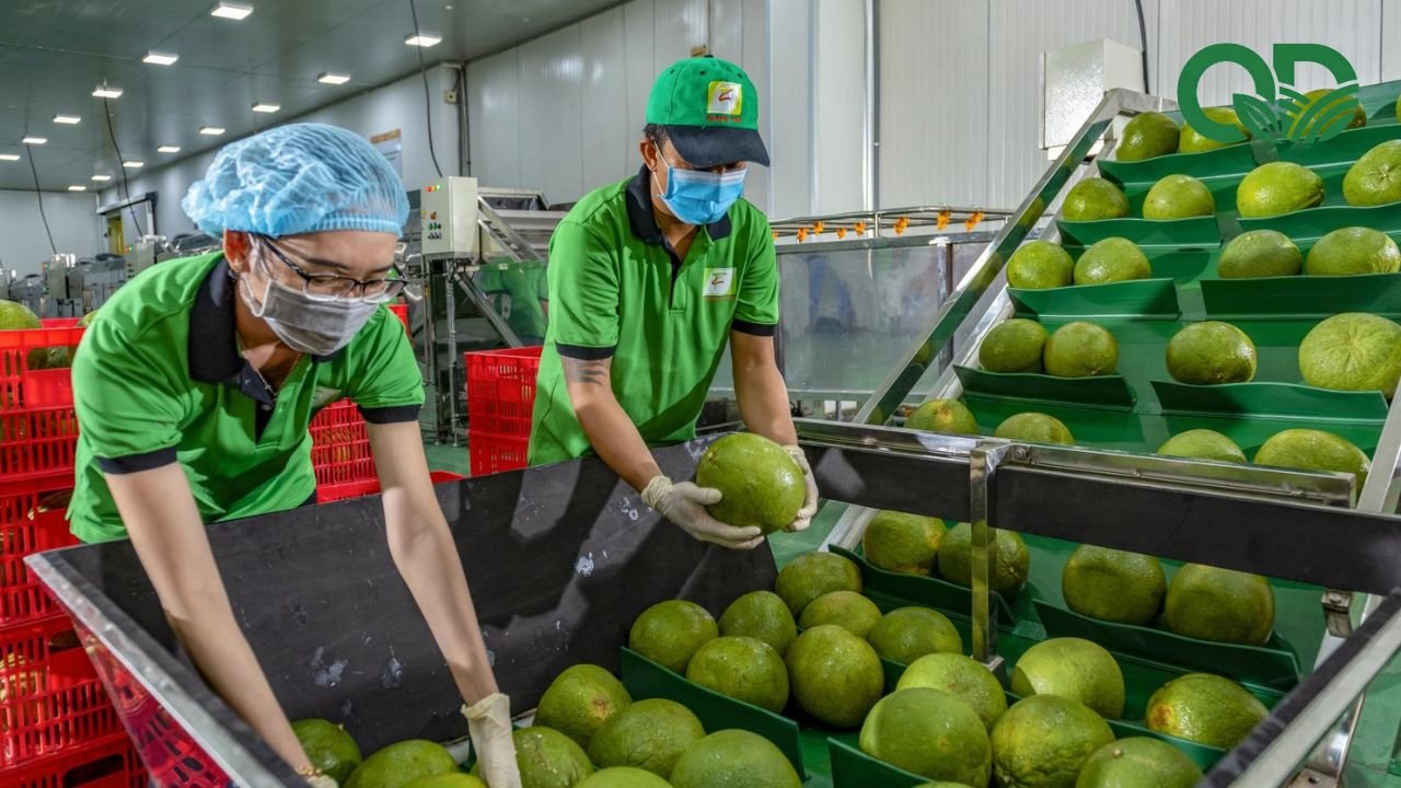 đóng gói bưởi xuất bán