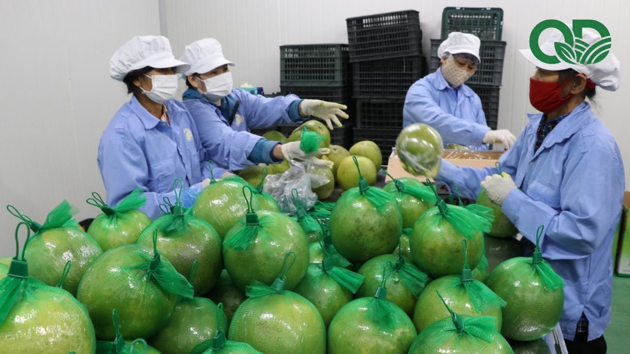 đóng gói bưởi xuất bán