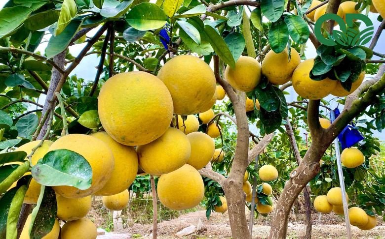 giá trị kinh tế của mô hình trồng bưởi sạch