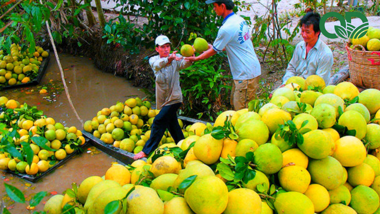 giá trị kinh tế của mô hình trồng bưởi sạch
