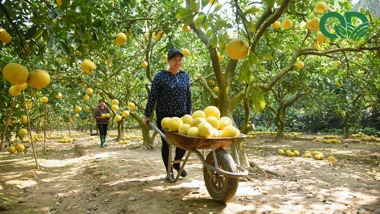 giá trị kinh tế của mô hình trồng bưởi sạch
