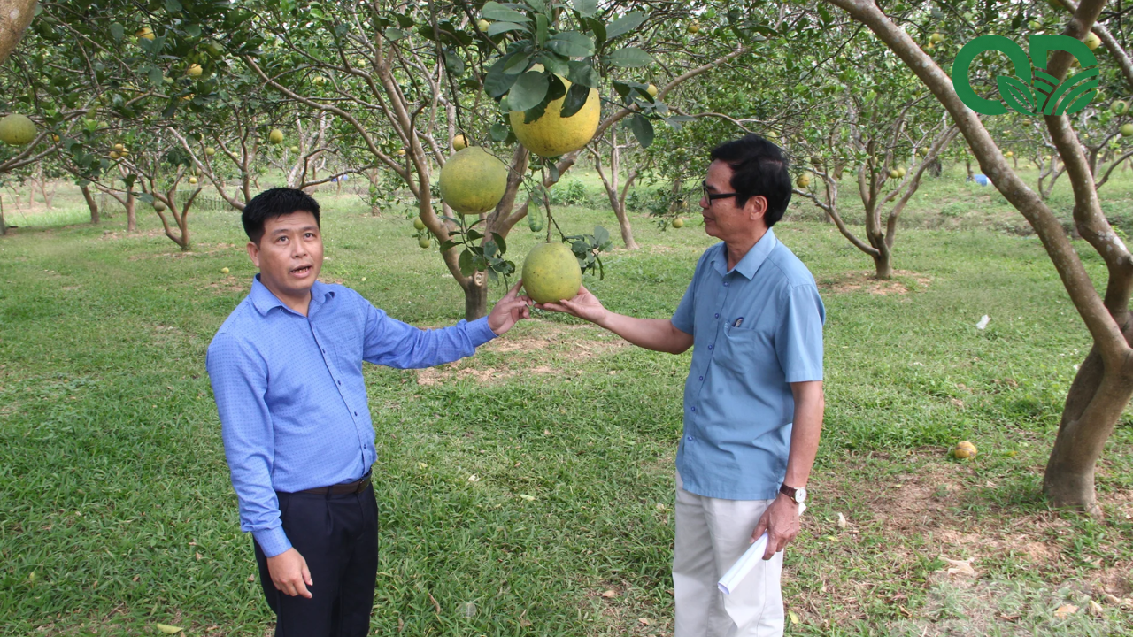 giá trị kinh tế của mô hình trồng bưởi sạch