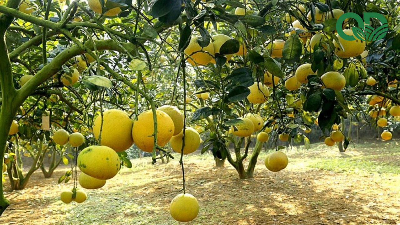 giá trị kinh tế của mô hình trồng bưởi sạch