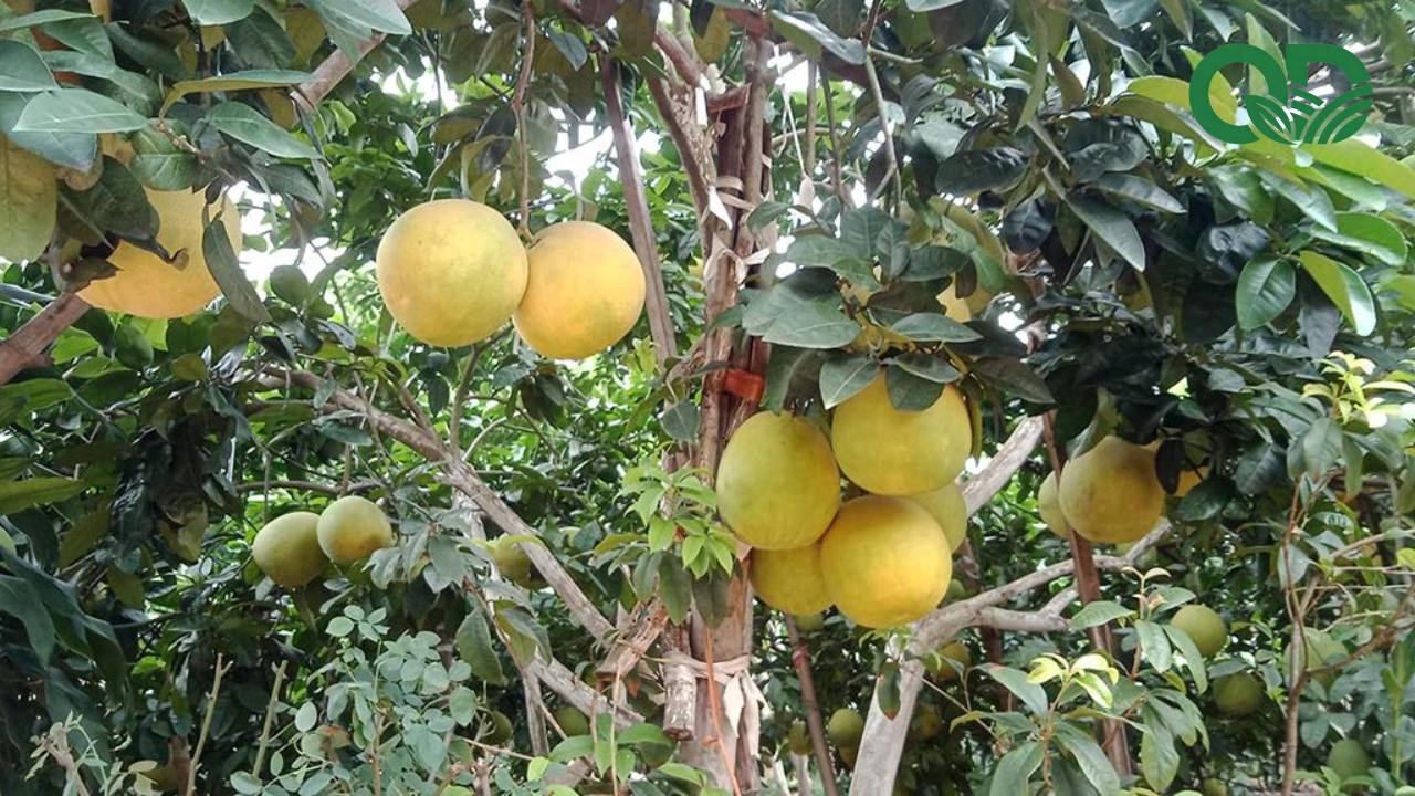 giá trị kinh tế của mô hình trồng bưởi sạch