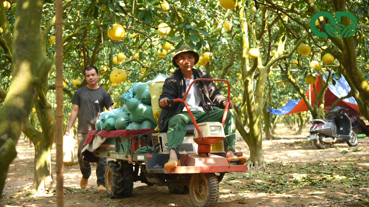 giá trị kinh tế của mô hình trồng bưởi sạch