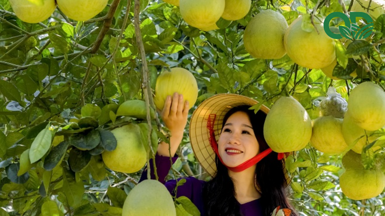 giá trị kinh tế của mô hình trồng bưởi sạch