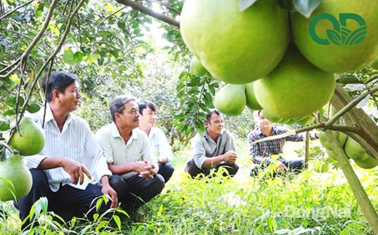 Mô hình trồng bưởi hiệu quả