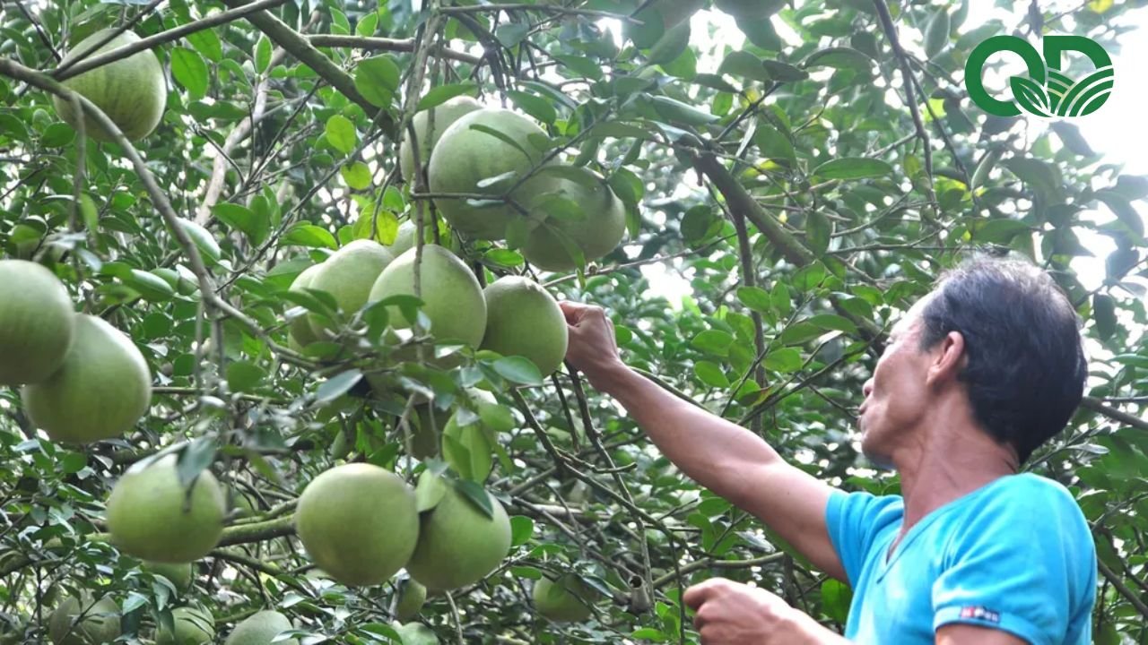 Mô hình trồng bưởi hiệu quả