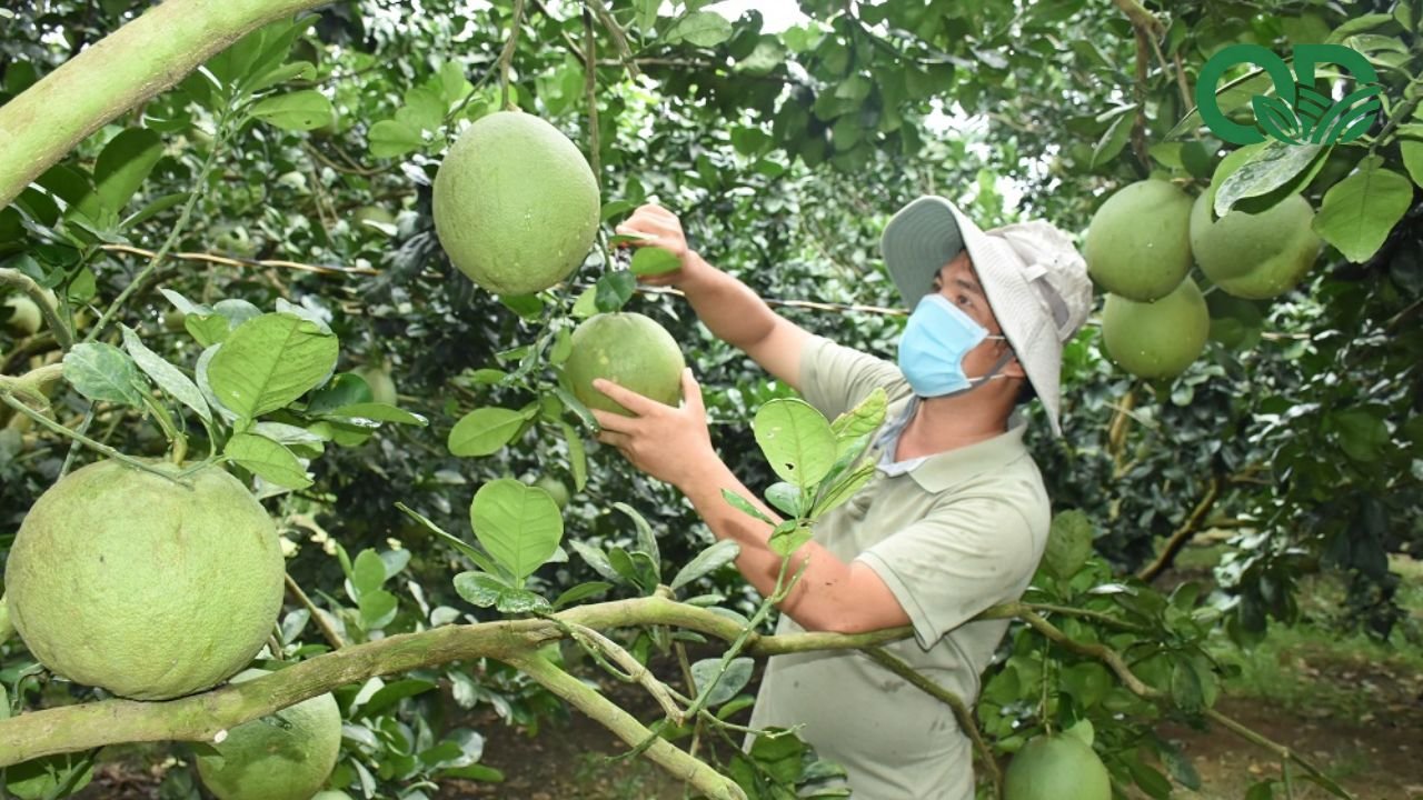 Mô hình trồng bưởi hiệu quả