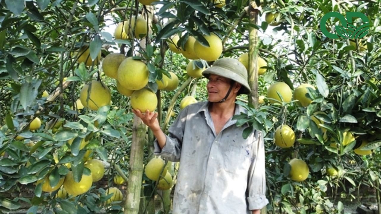 Mô hình trồng bưởi hiệu quả