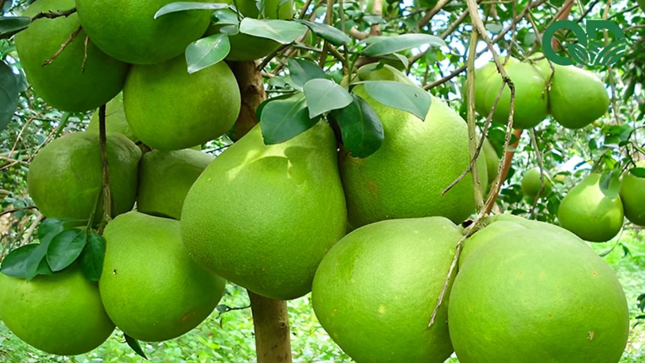 Mô hình trồng bưởi hiệu quả