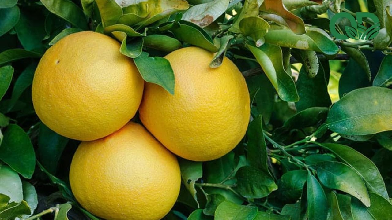 Mô hình trồng bưởi hiệu quả