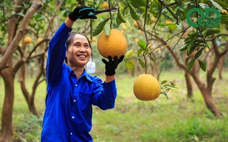 Thời điểm thu hoạch bưởi