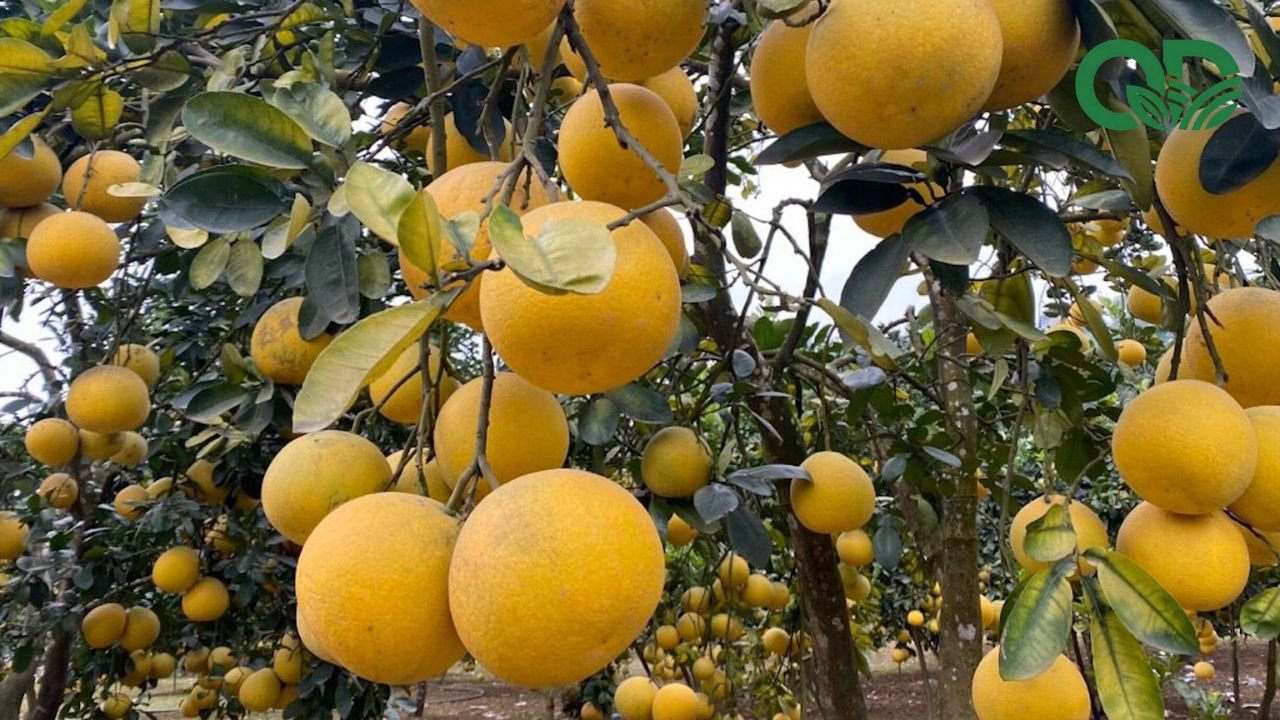 Thời điểm thu hoạch bưởi
