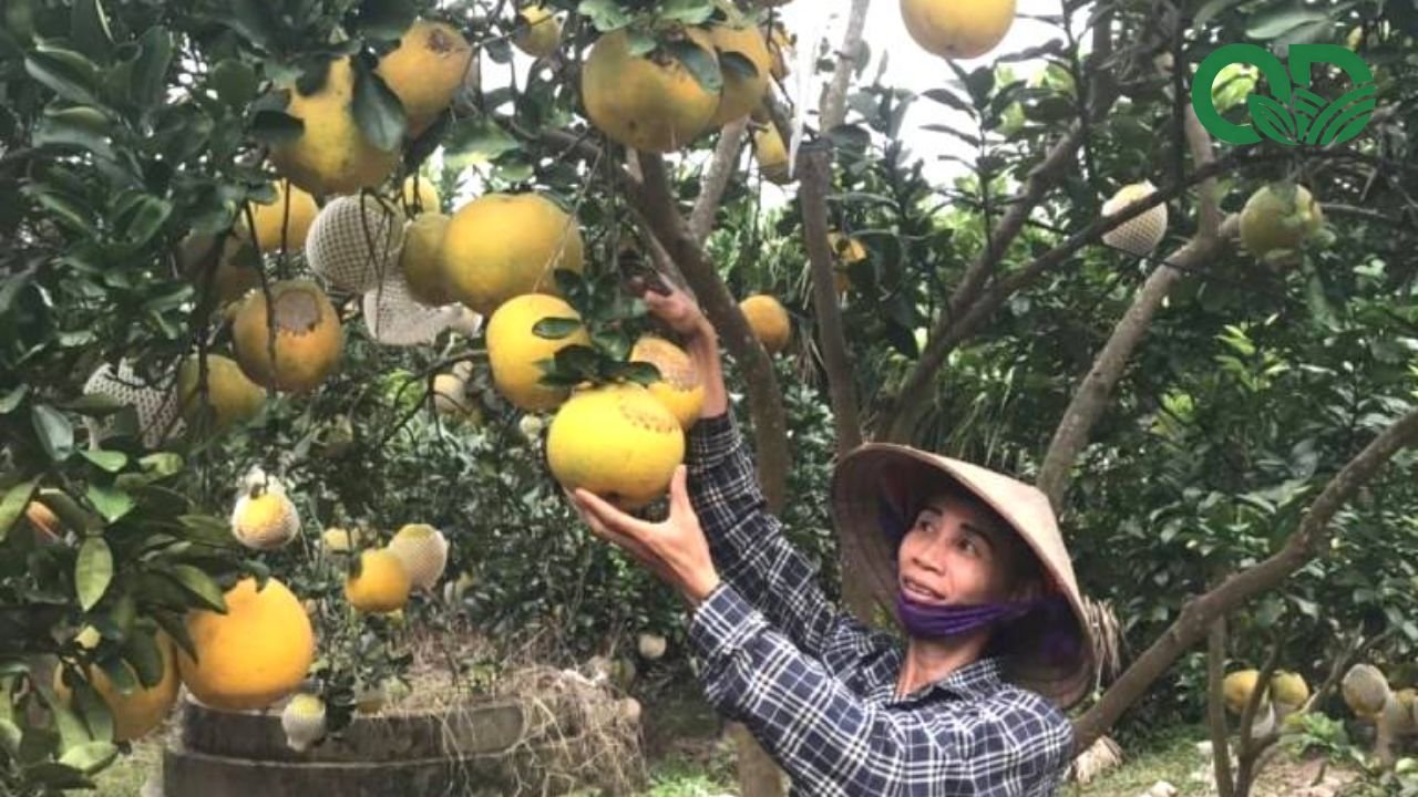 Thời điểm thu hoạch bưởi