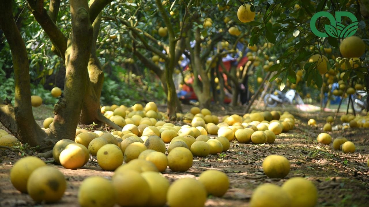 Thời điểm thu hoạch bưởi
