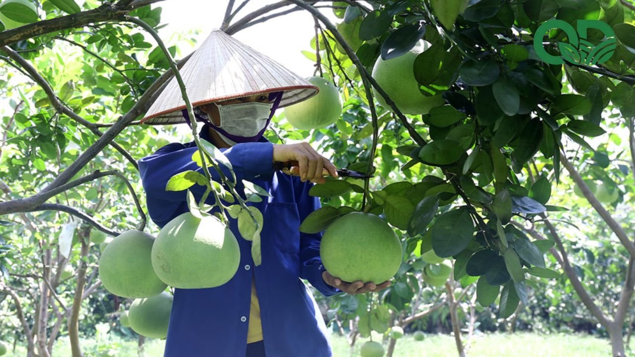 Thời điểm thu hoạch bưởi