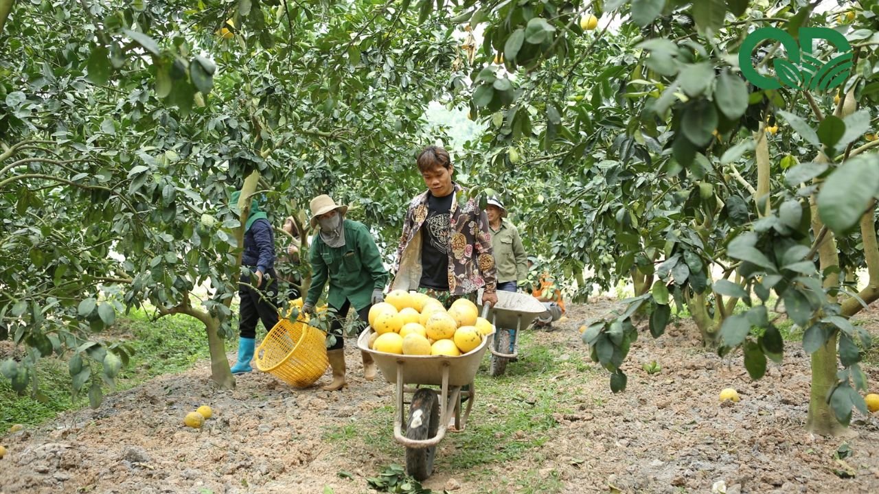 Thời điểm thu hoạch bưởi
