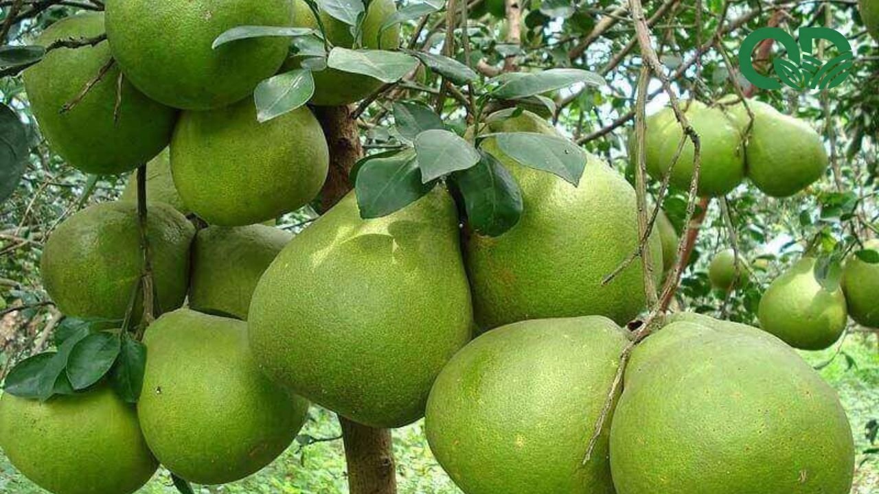 Thời điểm thu hoạch bưởi